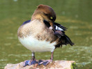 Hooded Merganser (WWT Slimbridge September 2010) - pic by Nigel Key